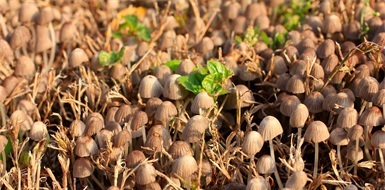 農(nóng)林微生物菌種
