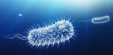 海洋微生物菌種